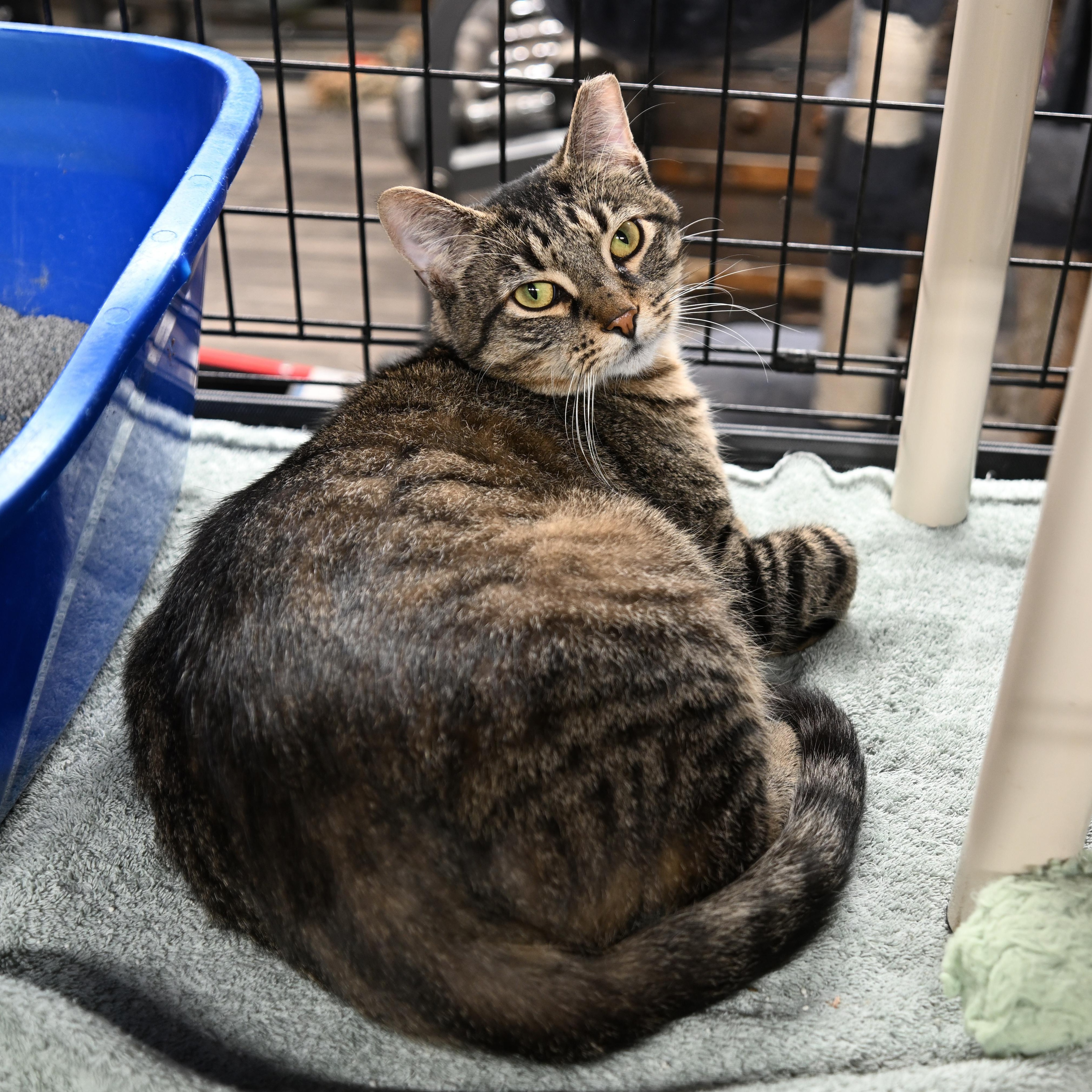 Oliver, Adoptable, Young Male Tabby & Domestic Short Hair.