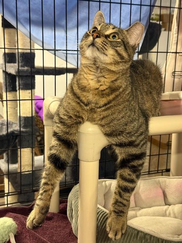 Oliver, a Adoptable mixed breed in East Amherst, NY image 3/6