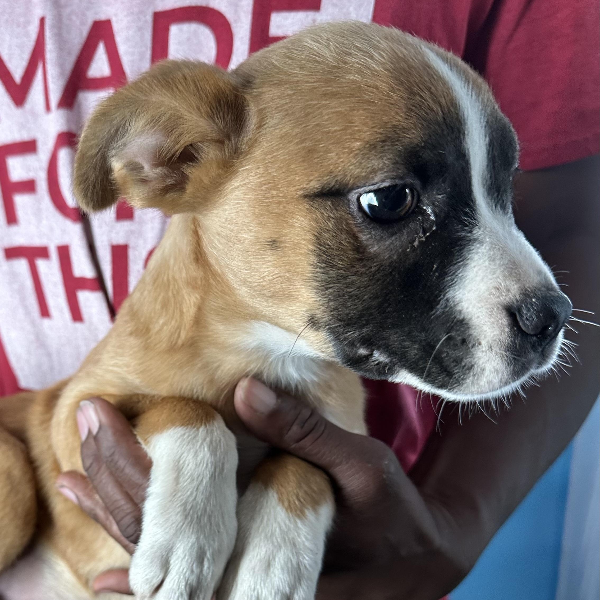 Adalee - Local April 10-12, an adoptable mixed breed in Johnston, RI image 2/6