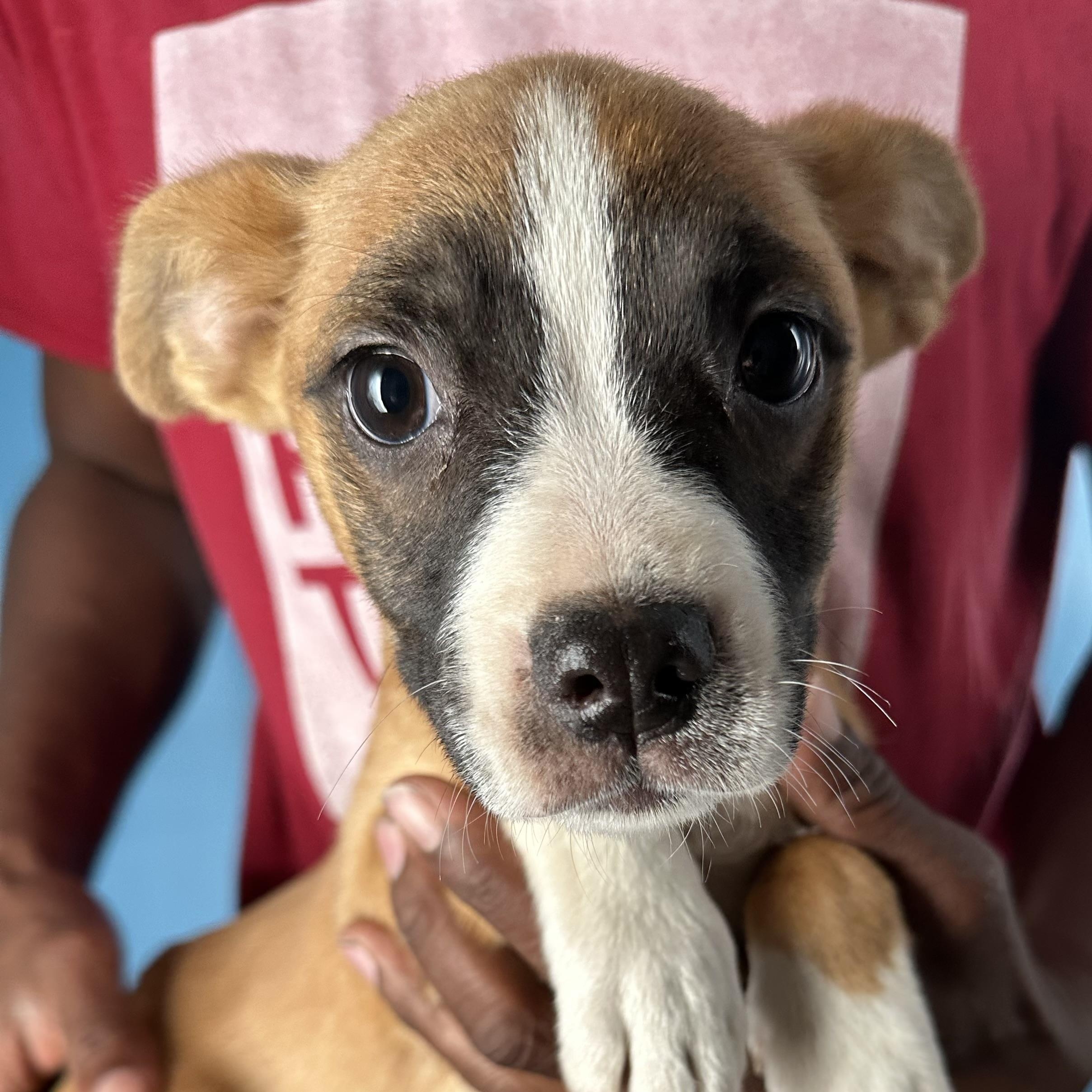Adalee - Local April 10-12, adoptable, Puppy Female Boxer & Labrador Retriever.