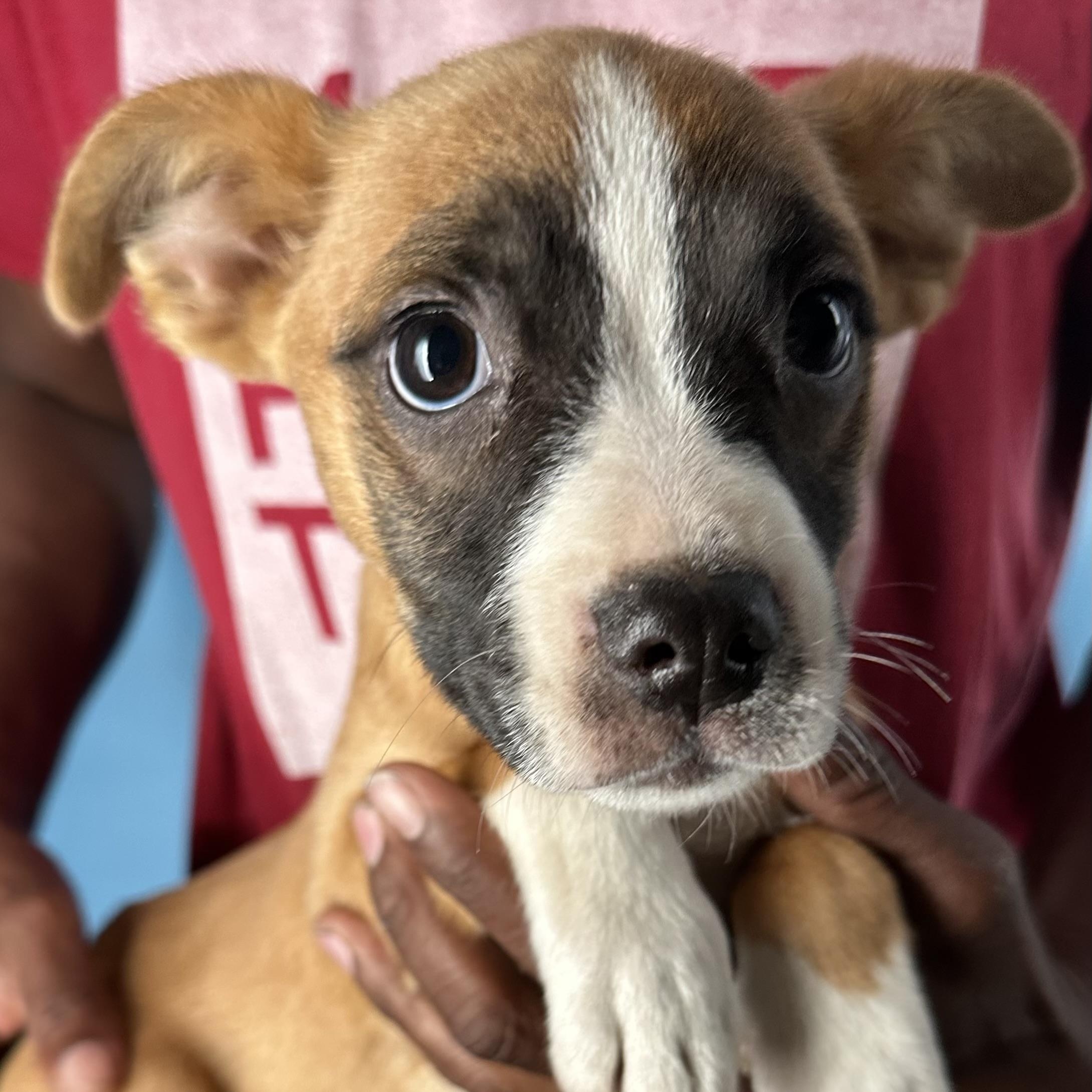 Adalee - Local April 10-12, an adoptable mixed breed in Johnston, RI image 6/6