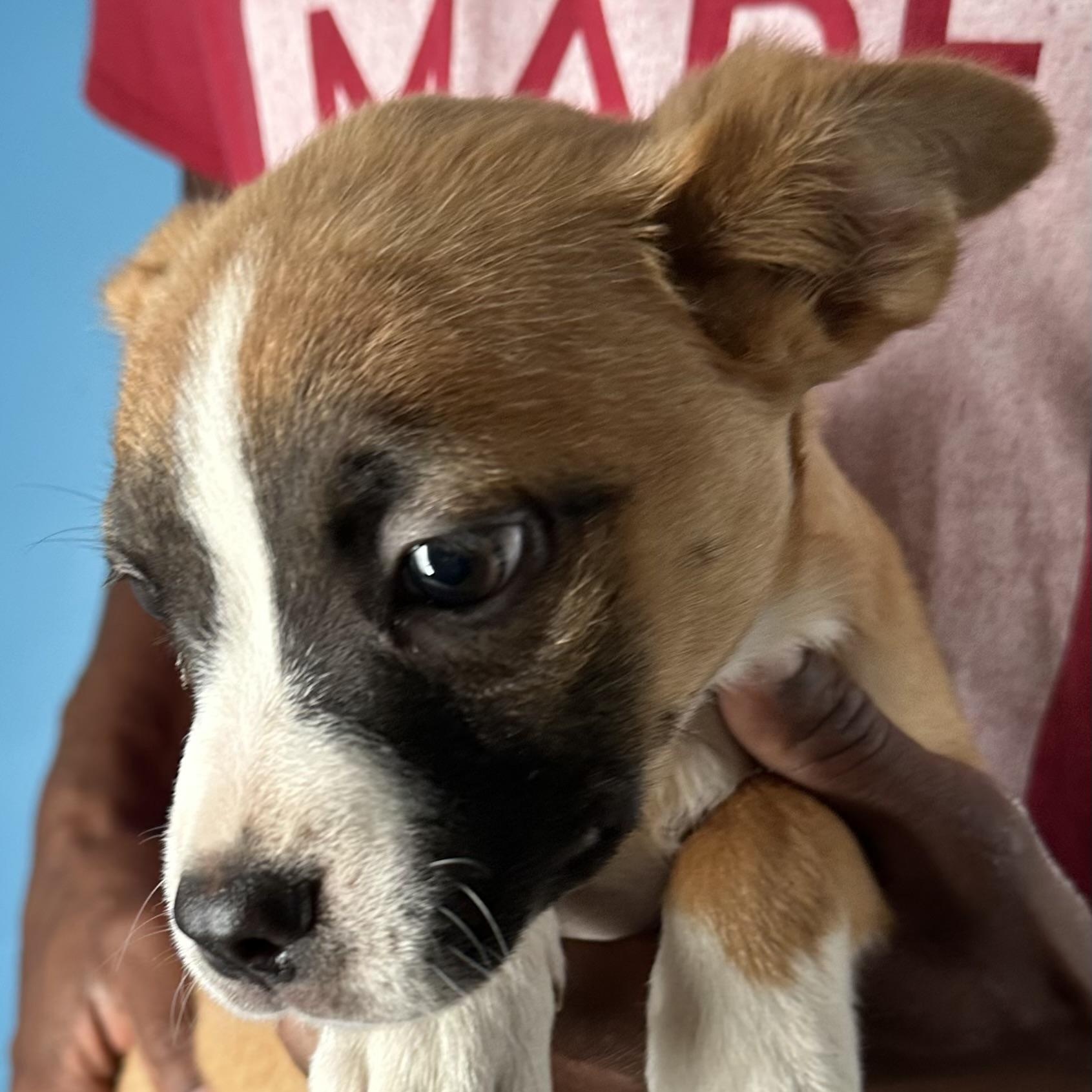 Adalee - Local April 10-12, an adoptable mixed breed in Johnston, RI image 4/6