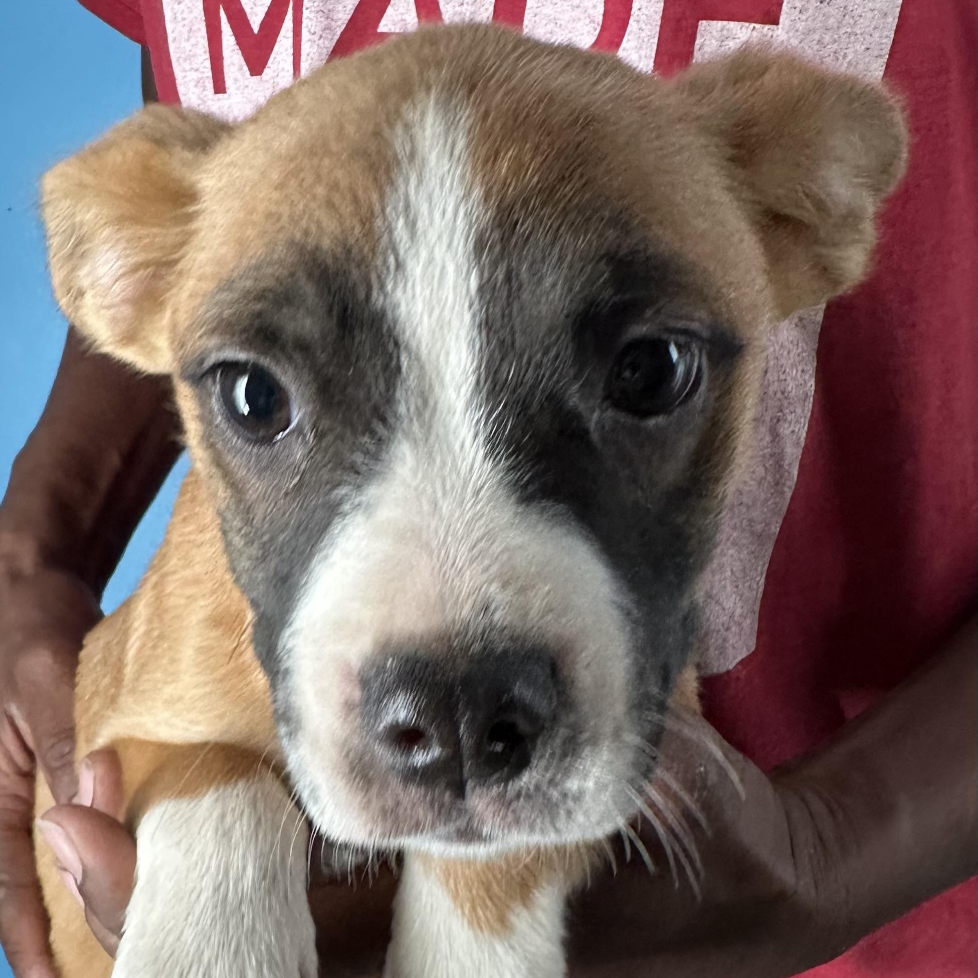 Adalee - Local April 10-12, an adoptable mixed breed in Johnston, RI image 3/6