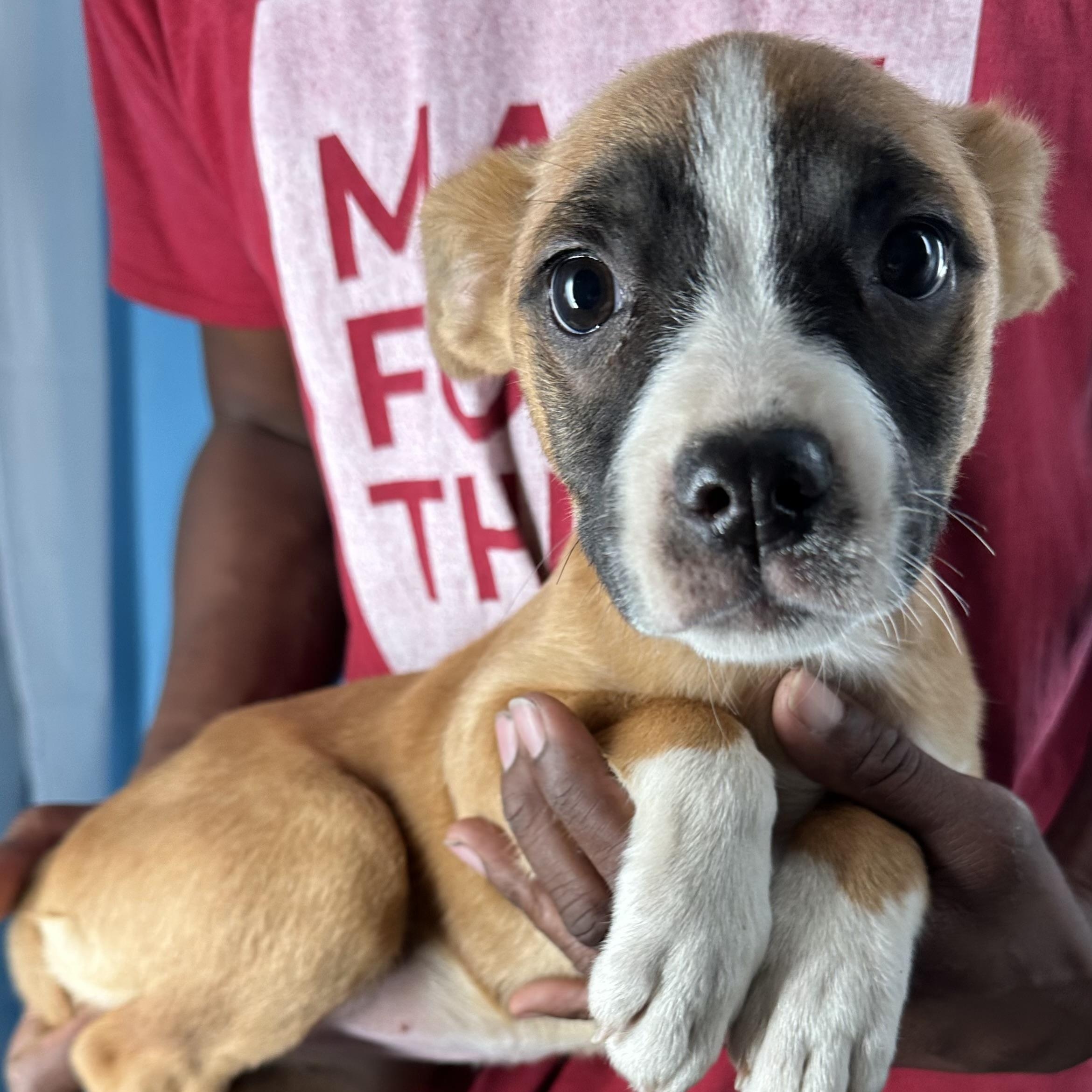 Adalee - Local April 10-12, an adoptable mixed breed in Johnston, RI image 5/6