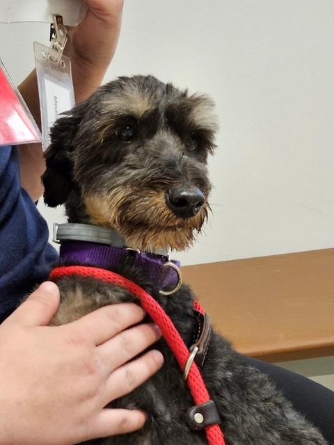 Enlarge Chino, an adopted mixed breed in Fanwood, NJ image 4/5