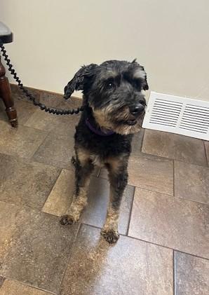 Chino, adopted, Young Male Miniature Schnauzer & Australian Shepherd.