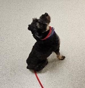 Enlarge Chino, an adopted mixed breed in Fanwood, NJ image 2/5