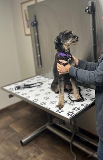 Enlarge Chino, an adopted mixed breed in Fanwood, NJ image 5/5