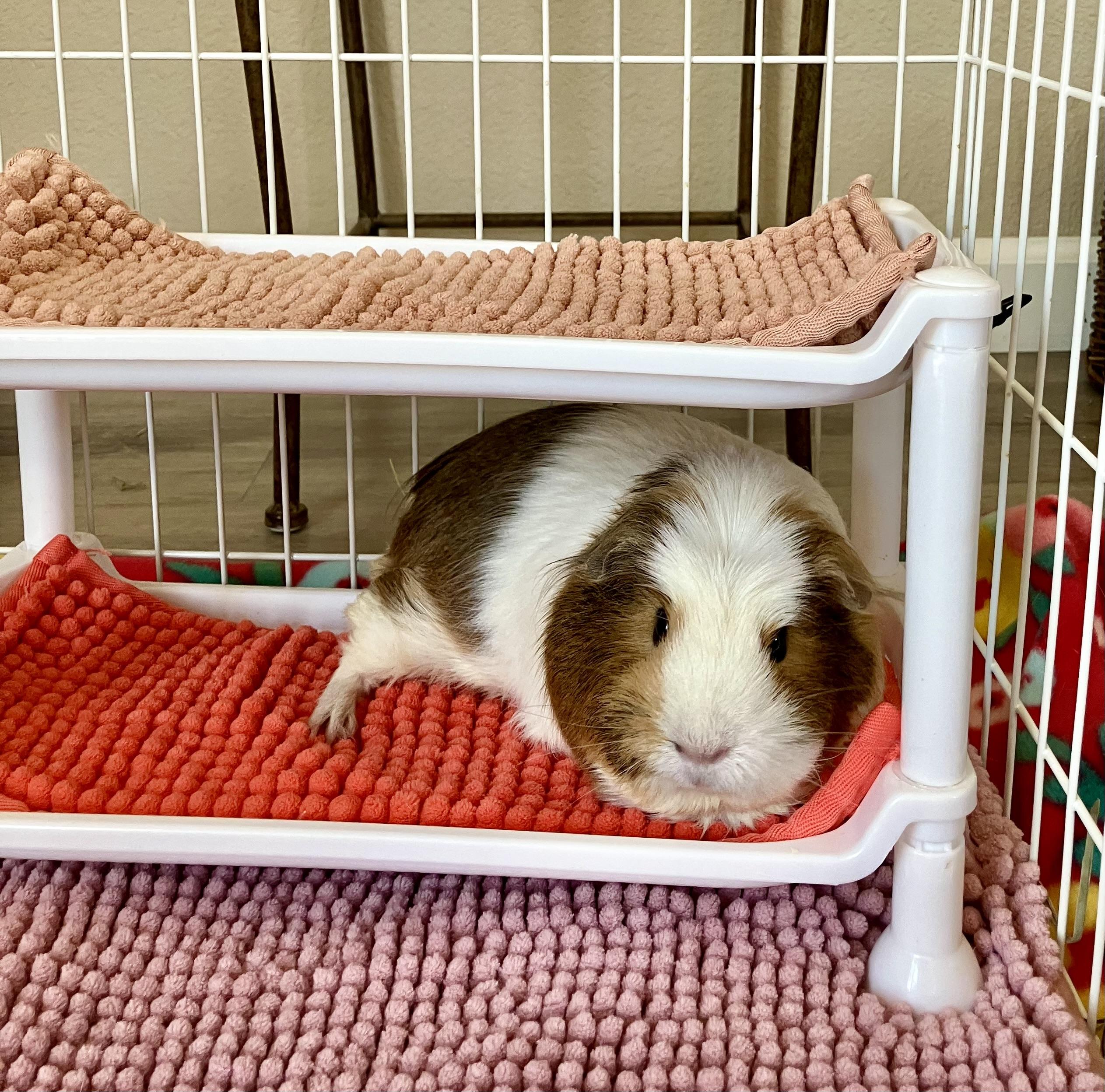 Rosie, Adopted, Adult Female Guinea Pig.