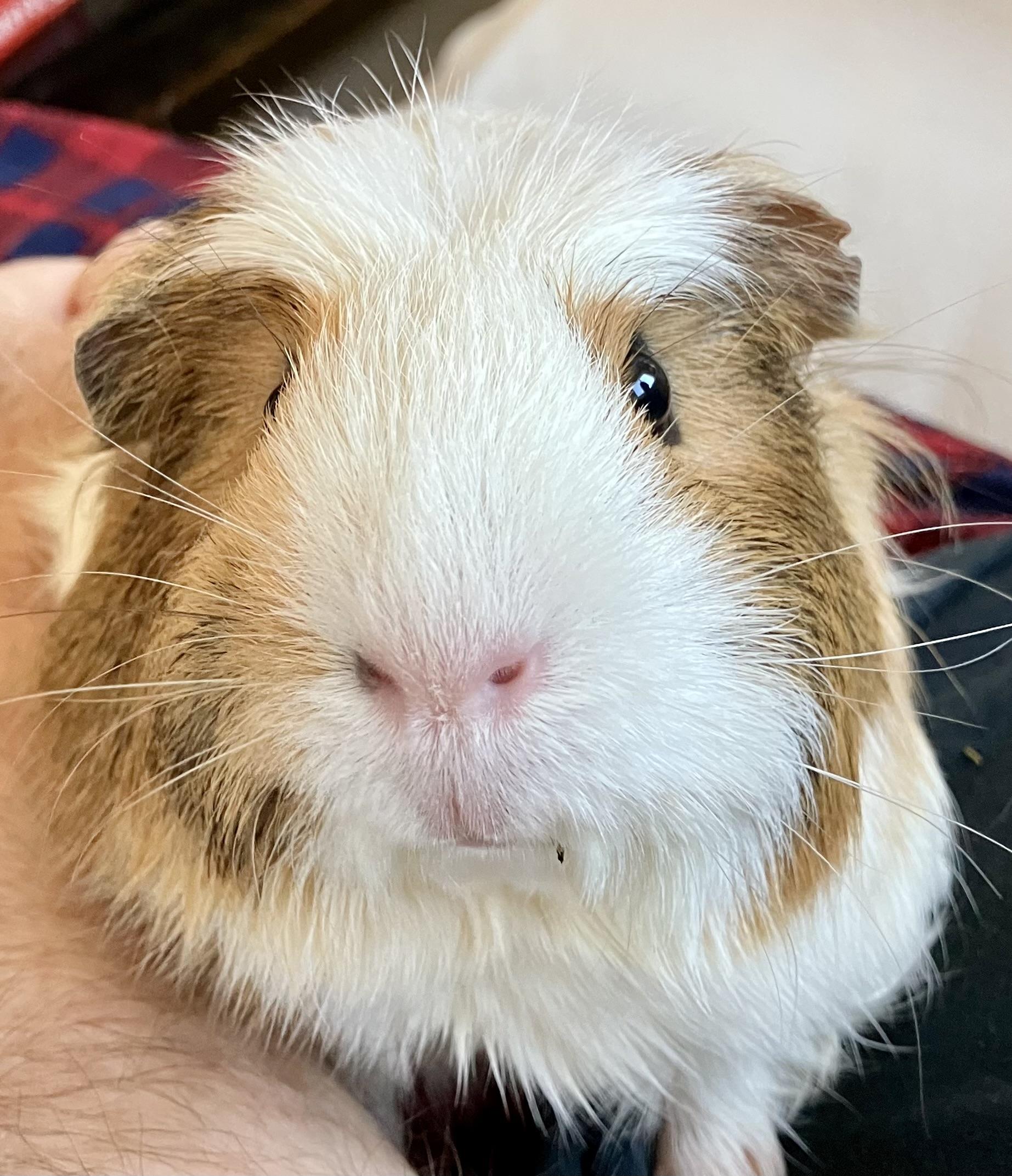Rosie, a Adopted Guinea Pig in San Jose, CA image 2/2