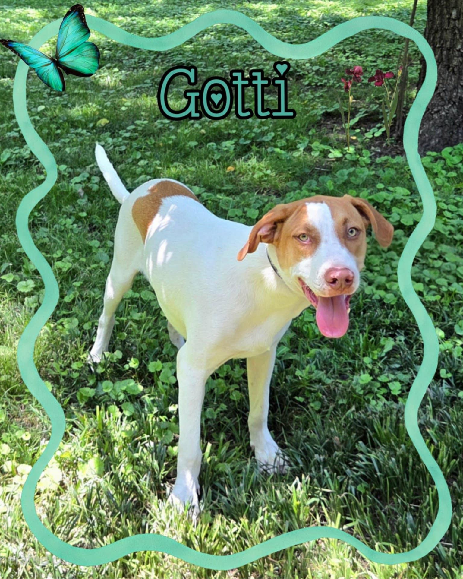 Gotti