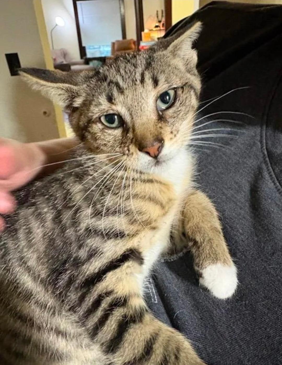 Enlarge Starlight and Teddy, a Adoptable American Shorthair in Waverly, IA image 4/6