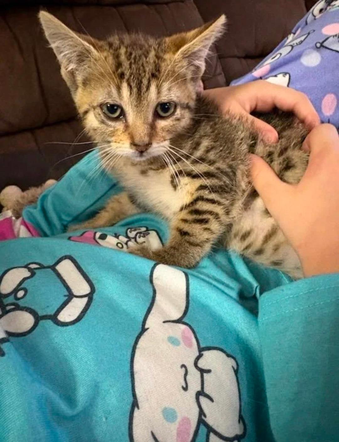 Enlarge Starlight and Teddy, a Adoptable American Shorthair in Waverly, IA image 6/6