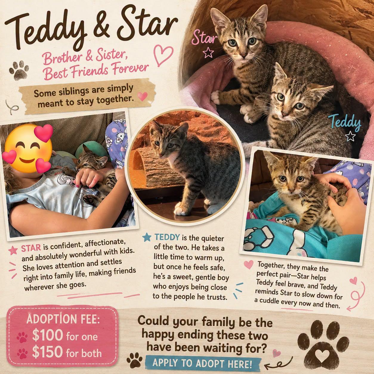 Enlarge Starlight and Teddy, a Adoptable American Shorthair in Waverly, IA image 1/6