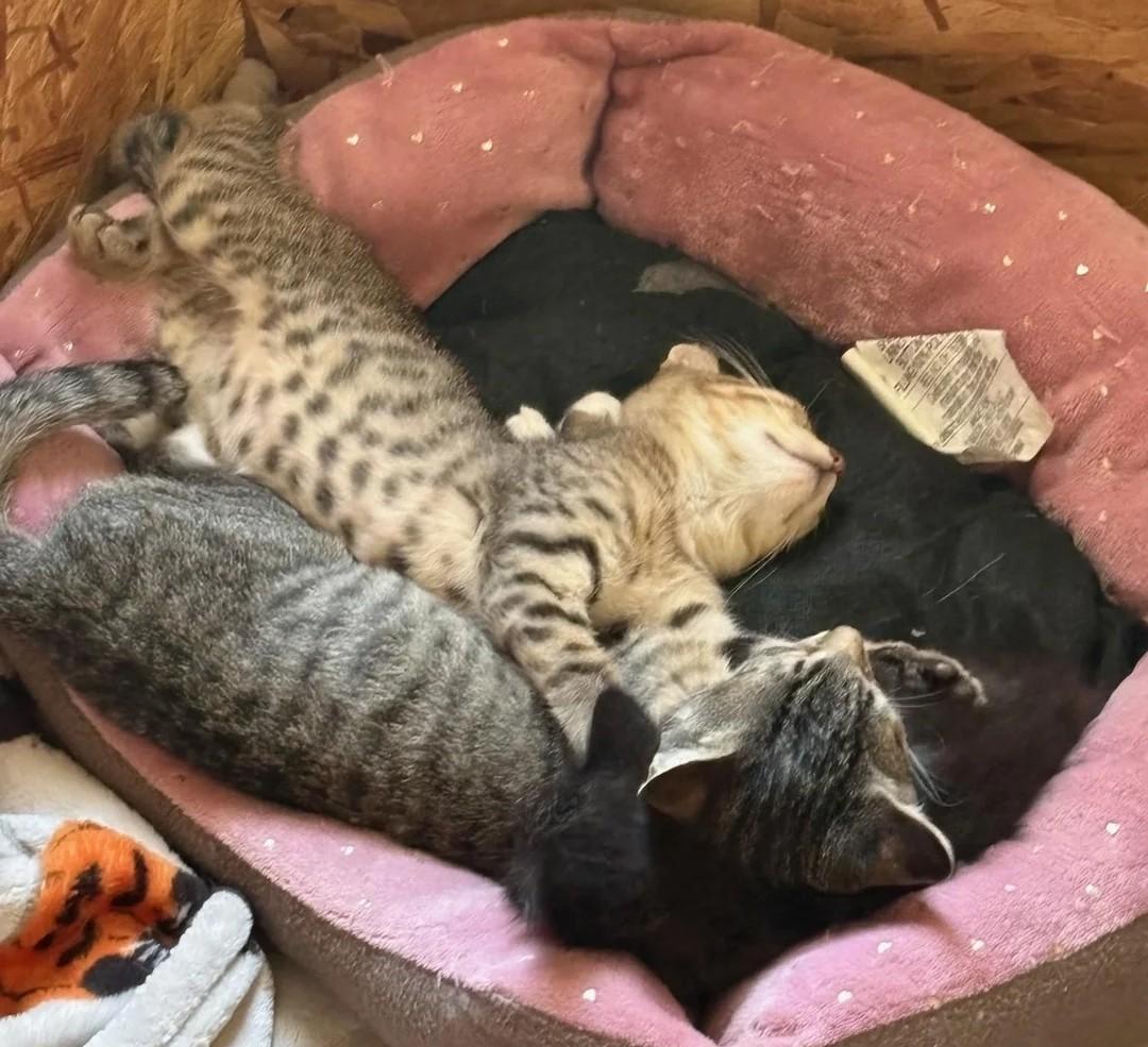 Enlarge Starlight and Teddy, a Adoptable American Shorthair in Waverly, IA image 5/6