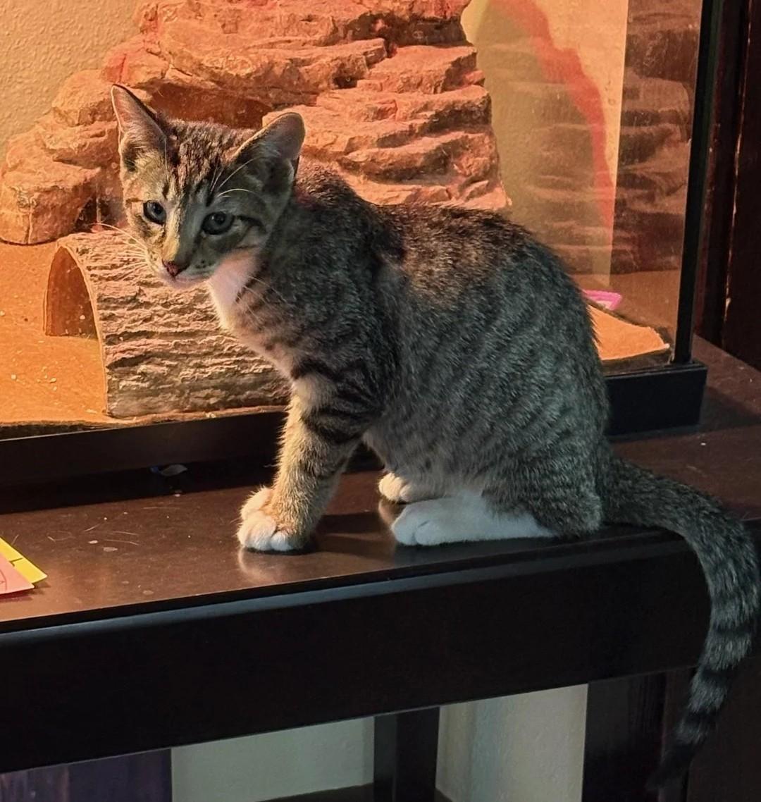 Enlarge Starlight and Teddy, a Adoptable American Shorthair in Waverly, IA image 3/6