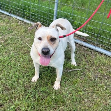Daisy, Adult Female unknown
