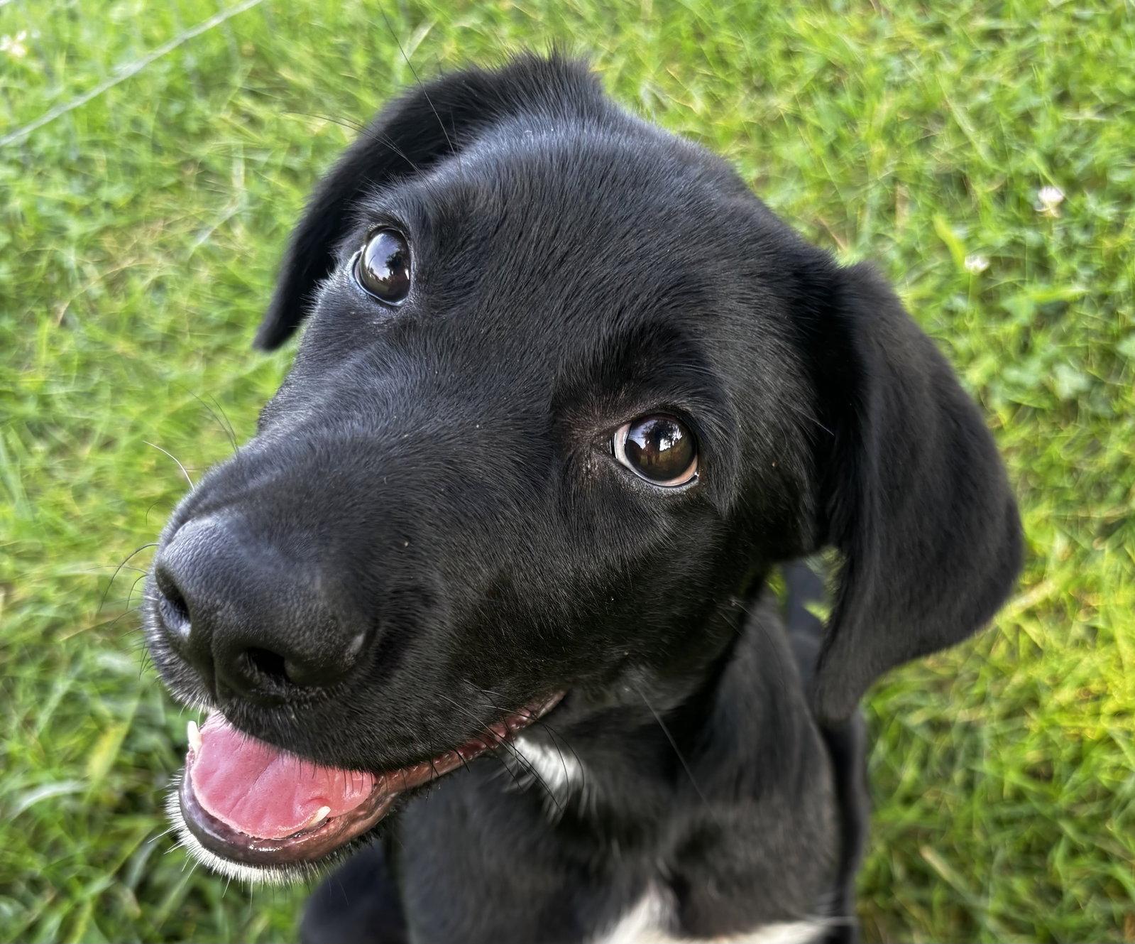 Enlarge DJ, a Adopted mixed breed in Anabel, MO image 1/3