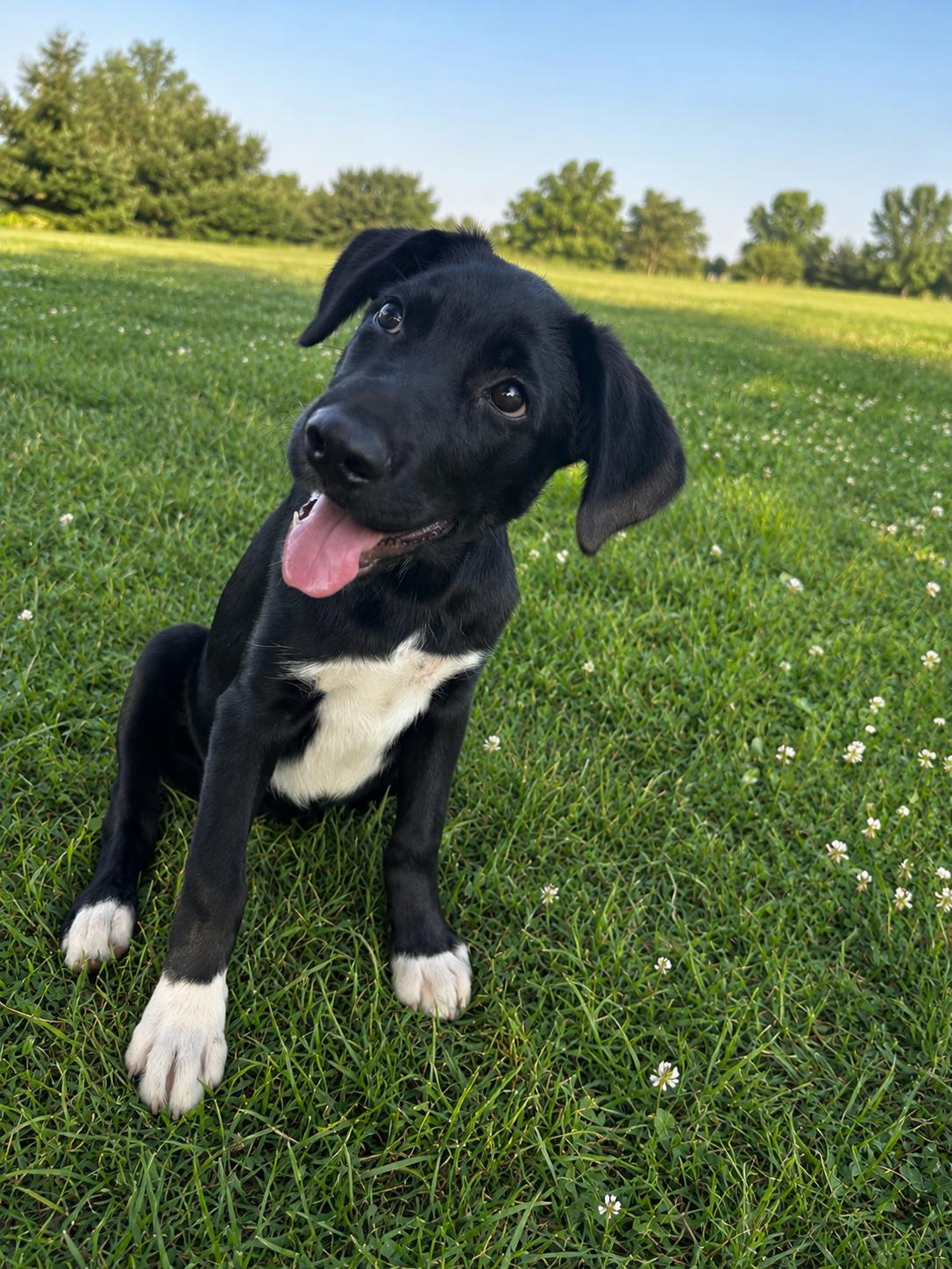 Enlarge DJ, a Adopted mixed breed in Anabel, MO image 2/3