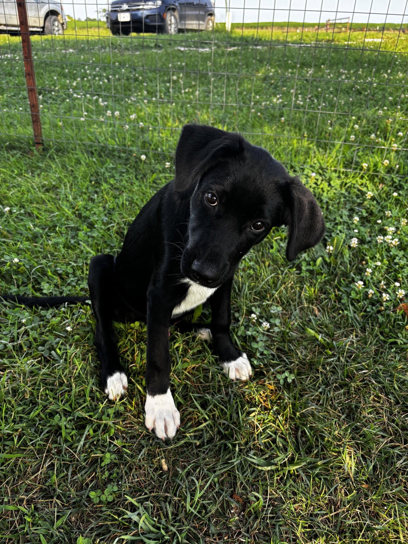Enlarge DJ, a Adopted mixed breed in Anabel, MO image 3/3