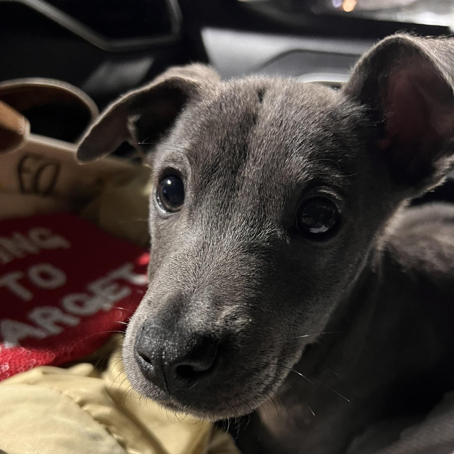 Enlarge Bernie (Calhoun Babies), a ADOPTABLE mixed breed in Carmel, NY image 3/5