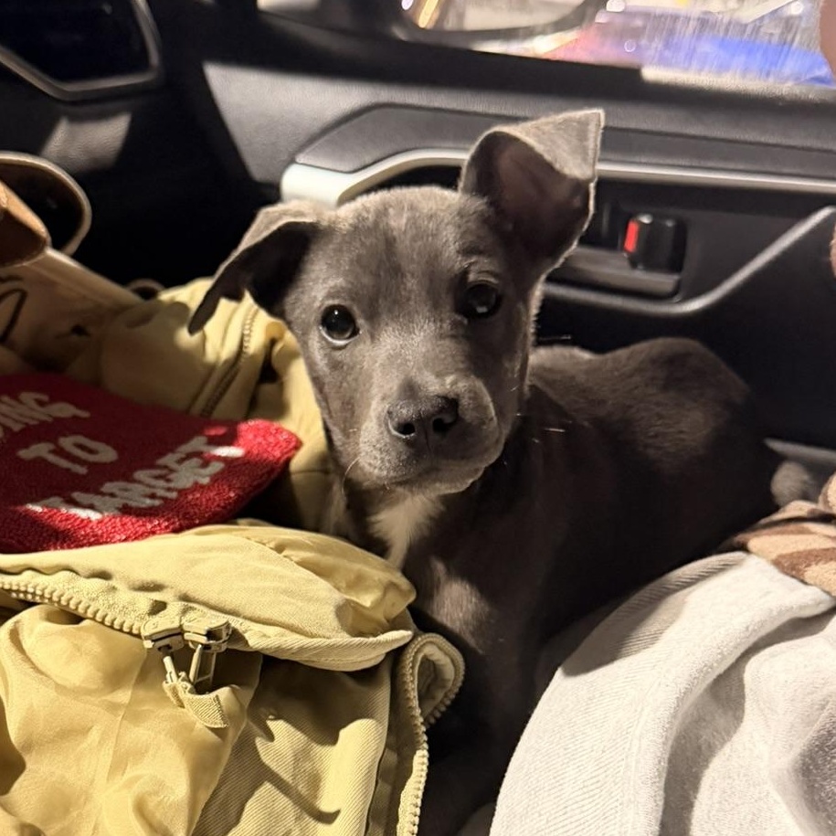 Enlarge Bernie (Calhoun Babies), a ADOPTABLE mixed breed in Carmel, NY image 2/5