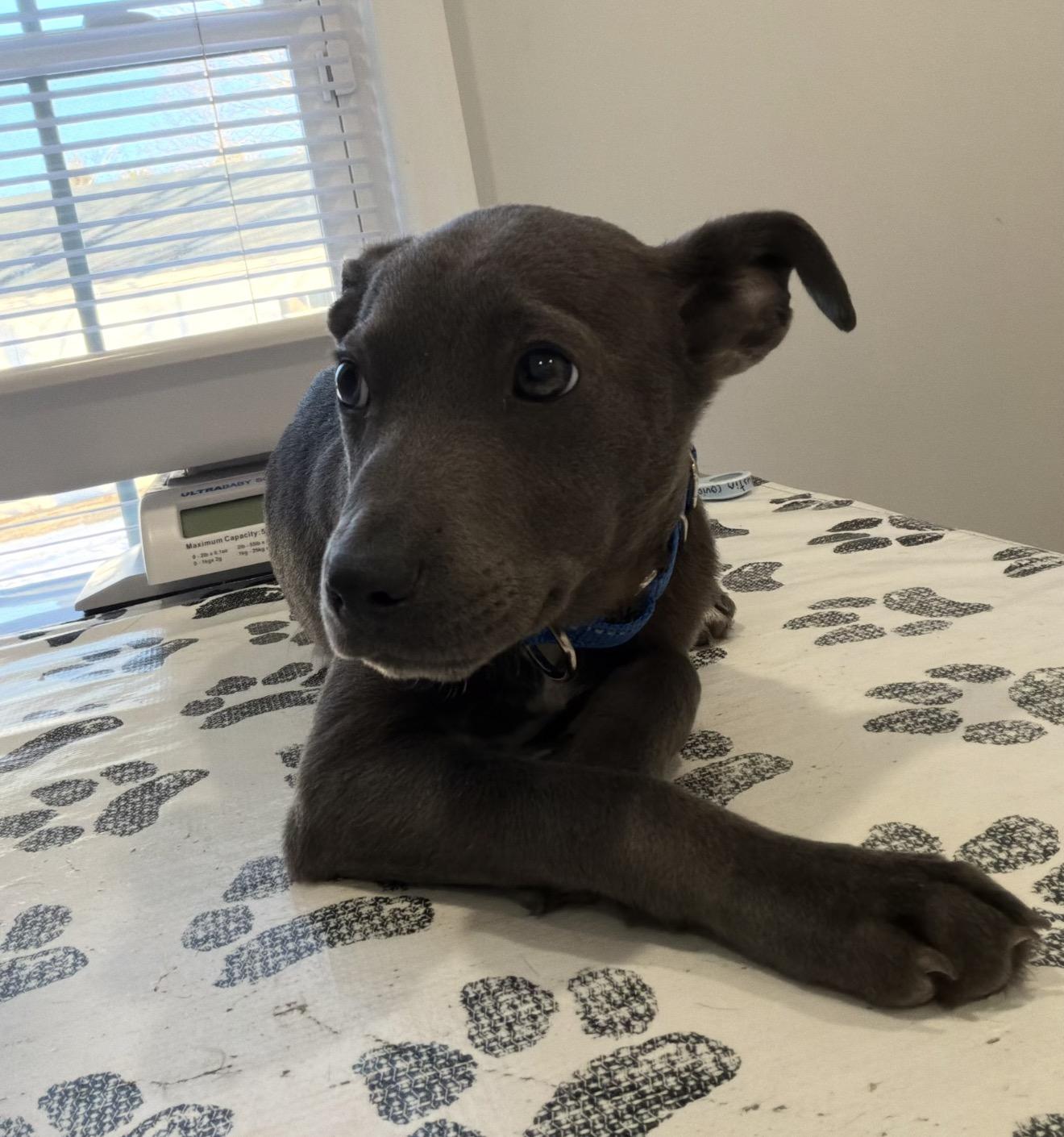 Enlarge Bernie (Calhoun Babies), a ADOPTABLE mixed breed in Carmel, NY image 4/5