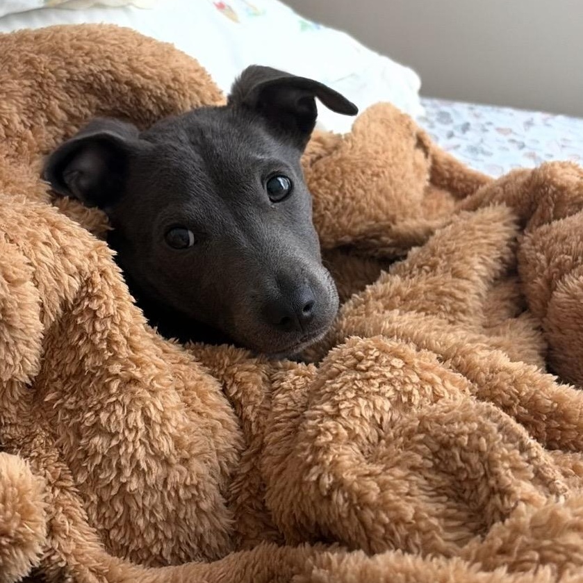 Bernie (Calhoun Babies), ADOPTABLE, Puppy Male Terrier.