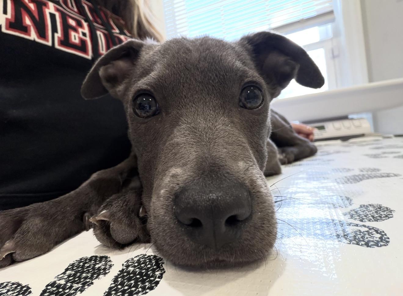 Enlarge Bernie (Calhoun Babies), a ADOPTABLE mixed breed in Carmel, NY image 5/5
