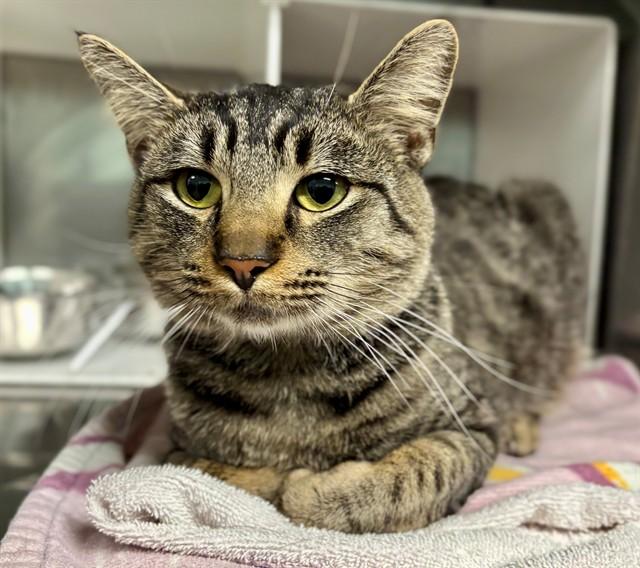 Enlarge BRUCE, a Adoptable Domestic Short Hair in York, SC image 1/1