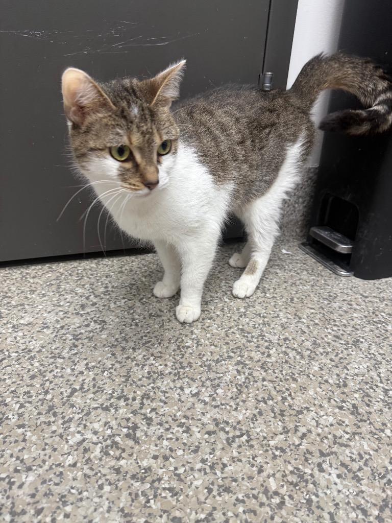 Enlarge Palladium, a Adoptable American Shorthair in Van Wert, OH image 1/1