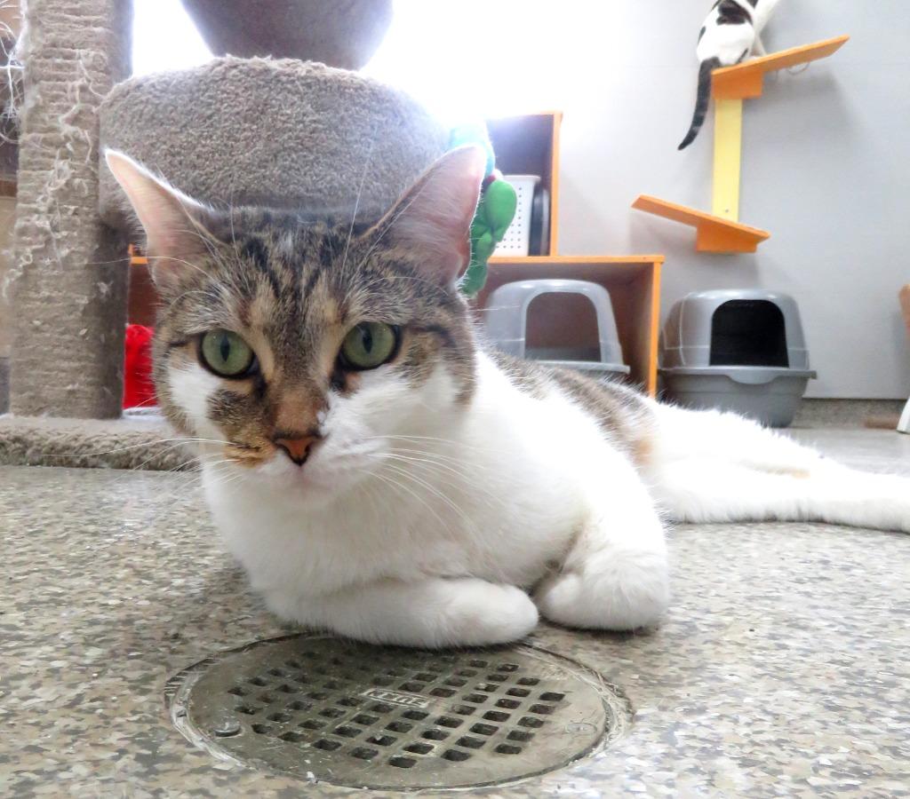 Enlarge Palladium, a Adoptable American Shorthair in Van Wert, OH image 2/2