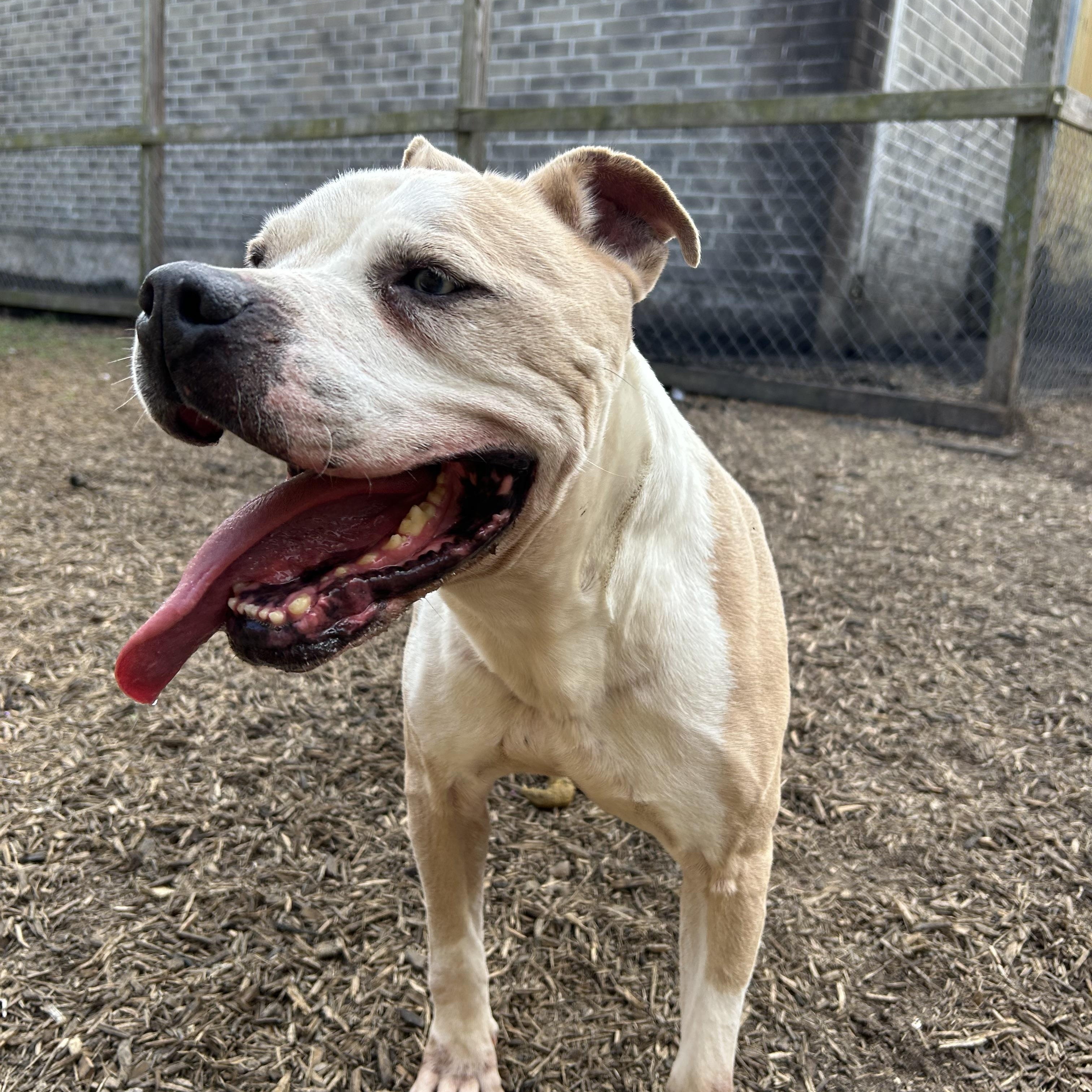 Hobbes, a Adoptable mixed breed in Rocky Hill, CT image 3/6