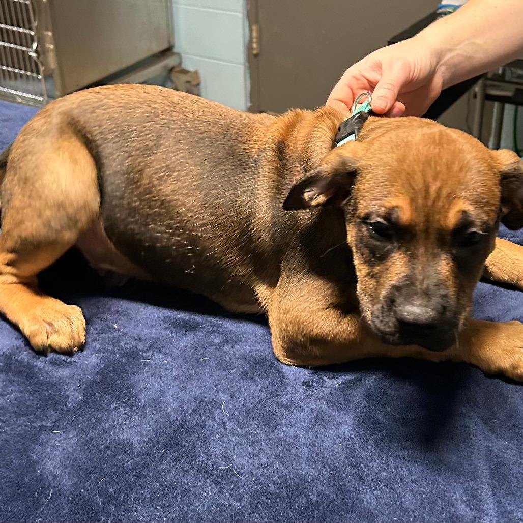 Hank, Adopted, Young Male Boxer.