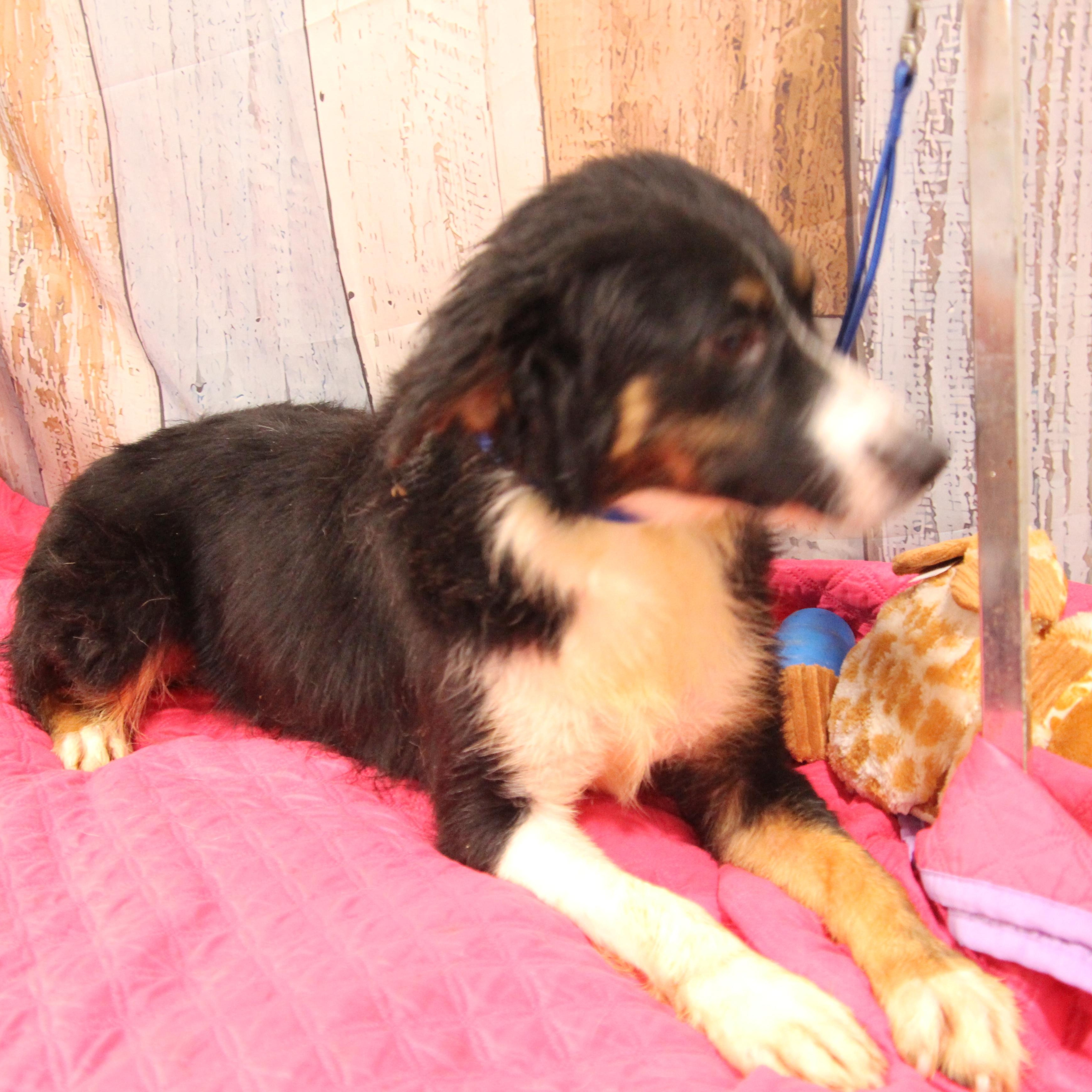 Enlarge Rita, an adoptable Australian Shepherd in Wheelersburg, OH image 3/5