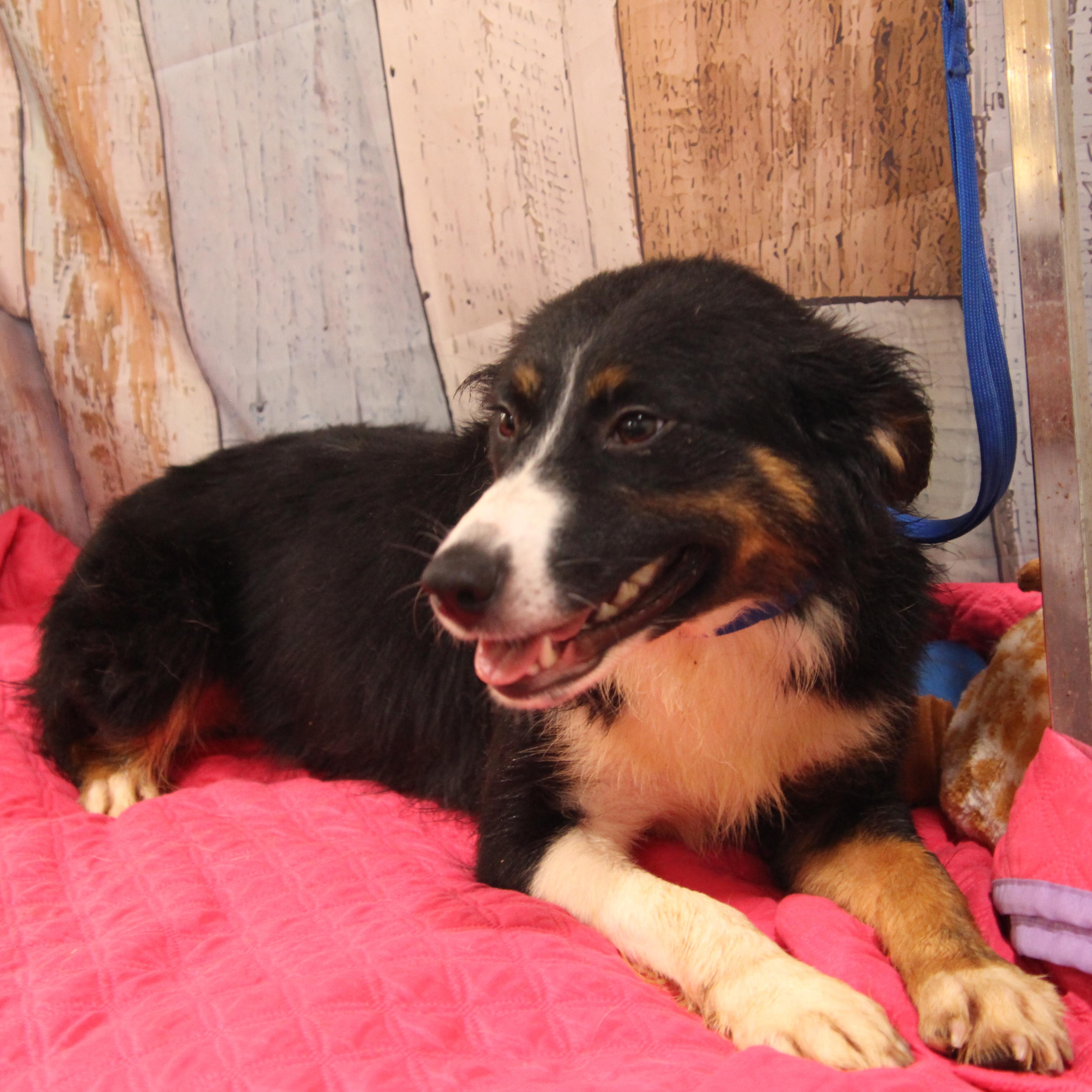 Enlarge Rita, an adoptable Australian Shepherd in Wheelersburg, OH image 5/5