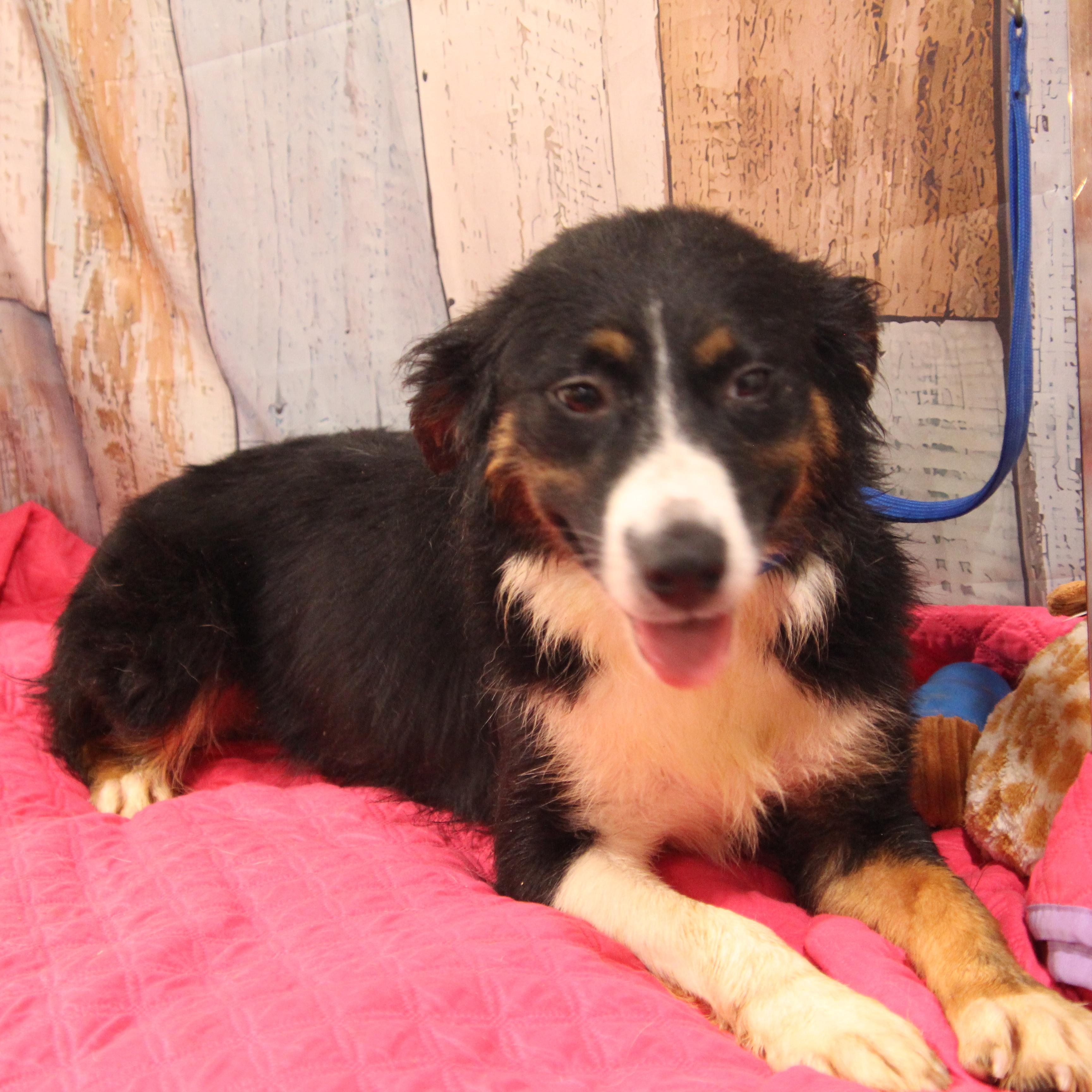 Rita, adoptable, Young Female Australian Shepherd.