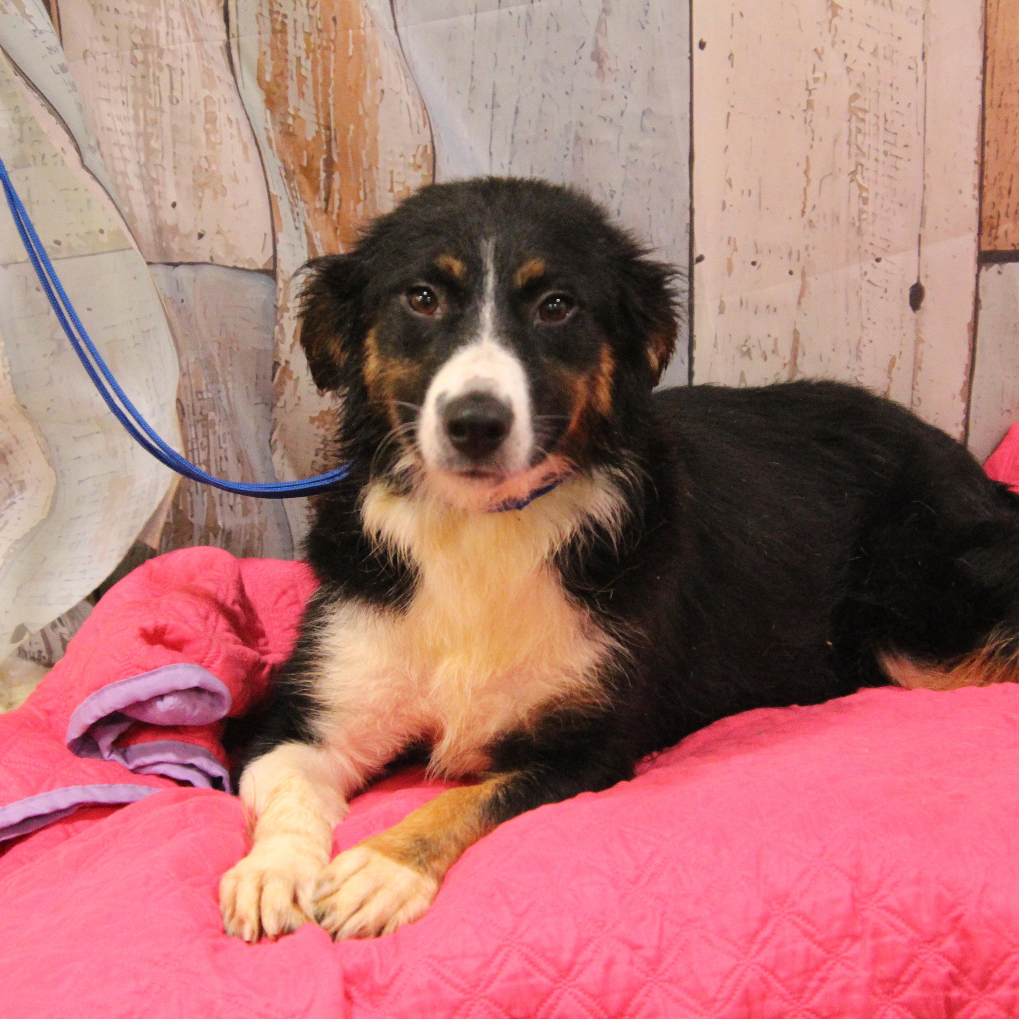 Enlarge Rita, an adoptable Australian Shepherd in Wheelersburg, OH image 2/5