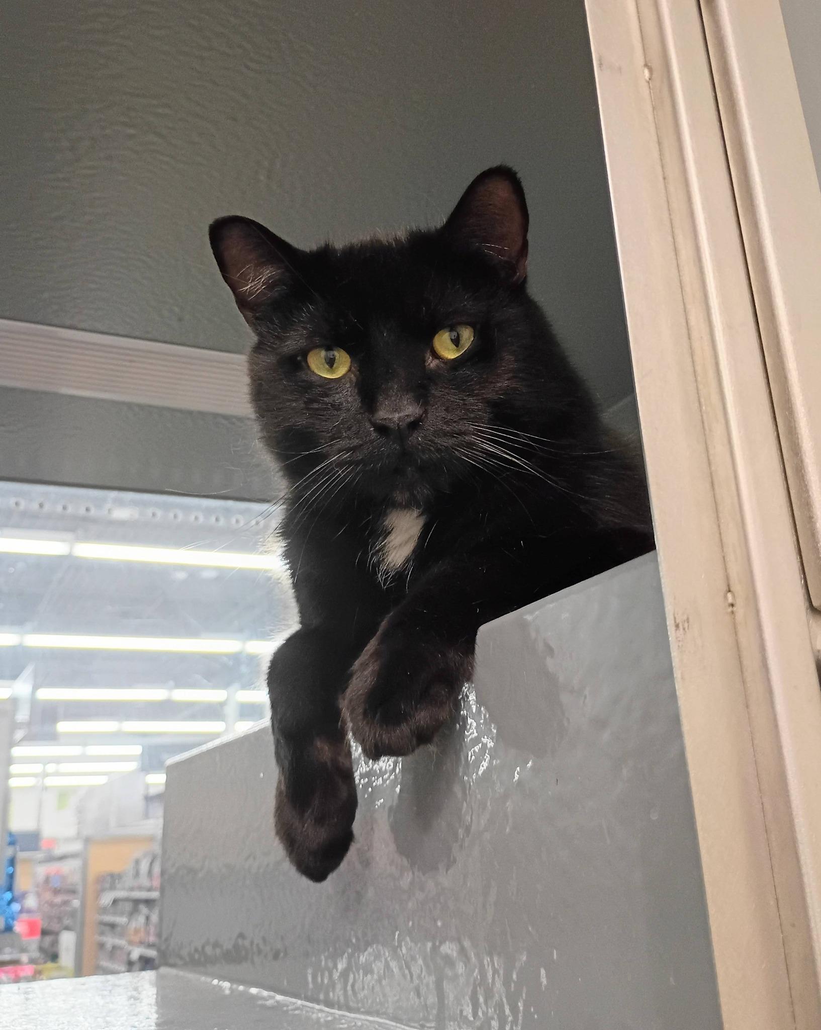 Enlarge Mowgli - calm & cuddly, an adopted Domestic Short Hair in Hendersonville, TN image 1/2