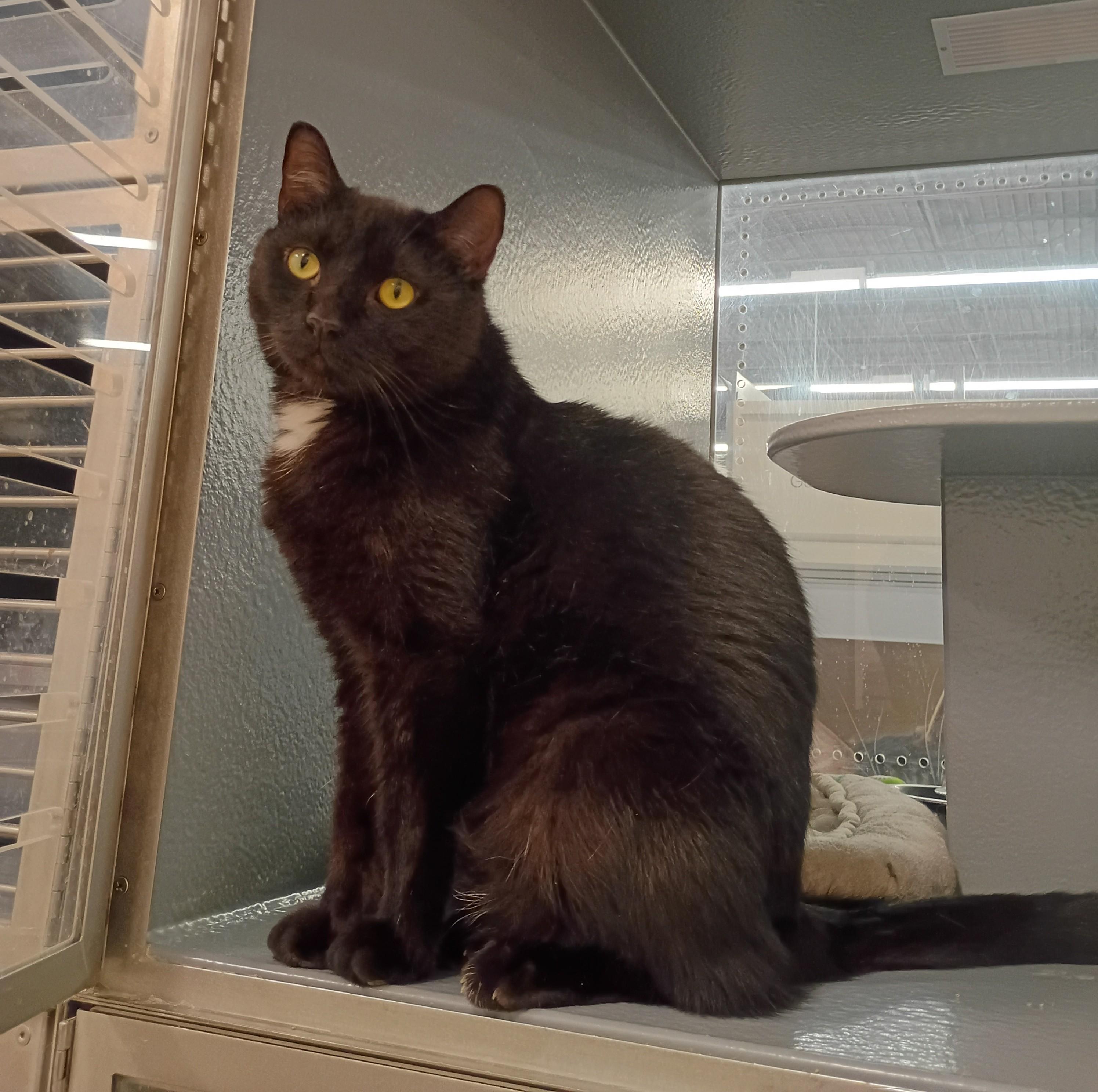 Enlarge Mowgli - calm & cuddly, an adopted Domestic Short Hair in Hendersonville, TN image 2/2