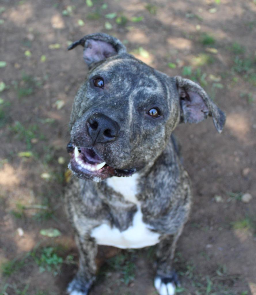 Tinkerbell, Adoptable, Adult Female Pit Bull Terrier.