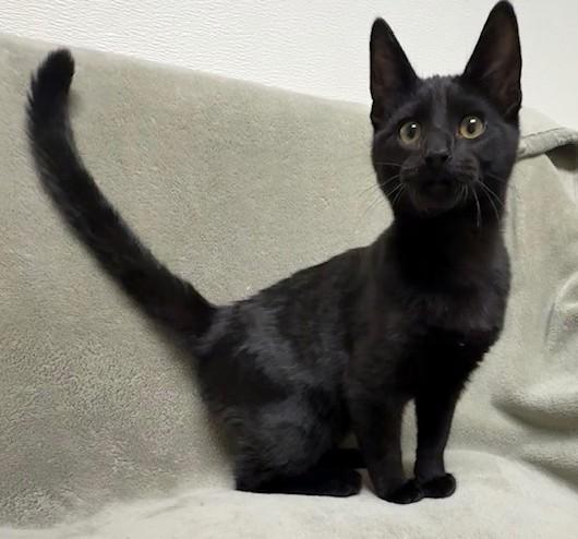 Enlarge Maverick, a ADOPTABLE Domestic Short Hair in Miller Beach, IN image 1/1