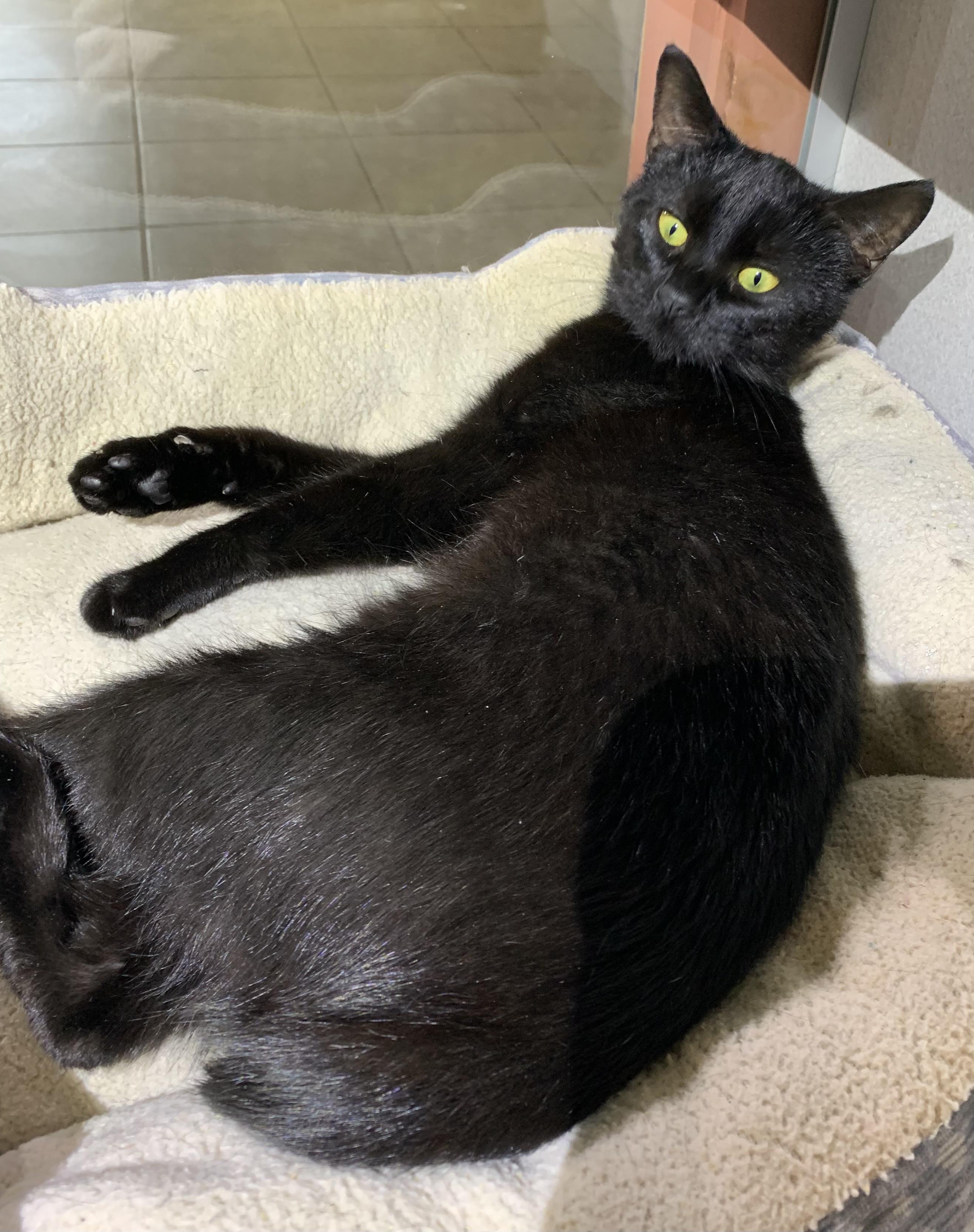 Peaches, ADOPTABLE, Young Female Domestic Short Hair.