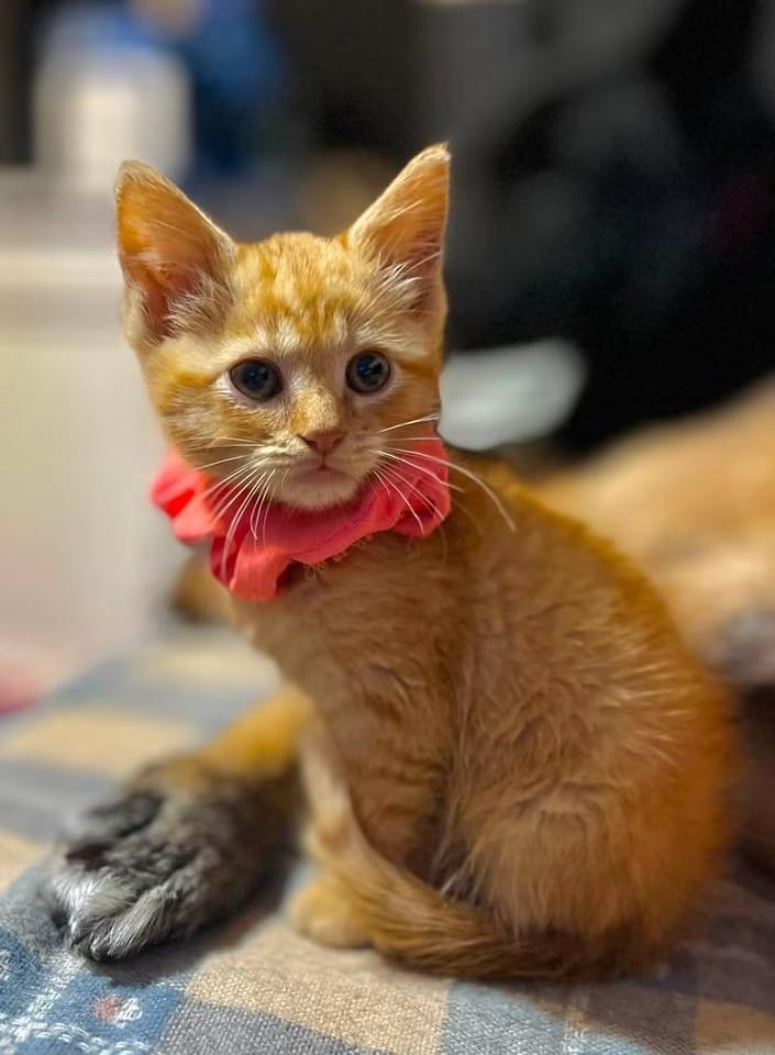 Adam, ADOPTABLE, Kitten Male Domestic Short Hair.