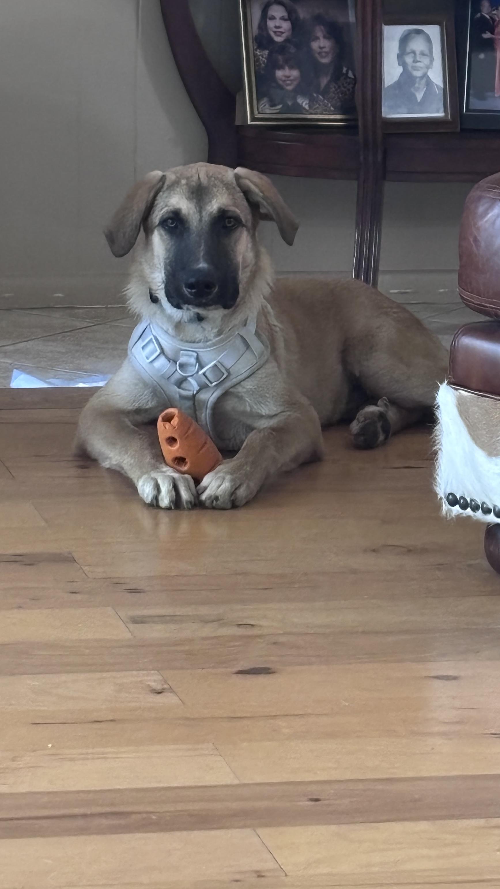 Enlarge AUGGIE (Sweet, Easy Taking Treats, Loves Kids & Dogs, Loves Water, Easy Going, Laid Back), a Adoptable mixed breed in East Hartford, CT image 1/6
