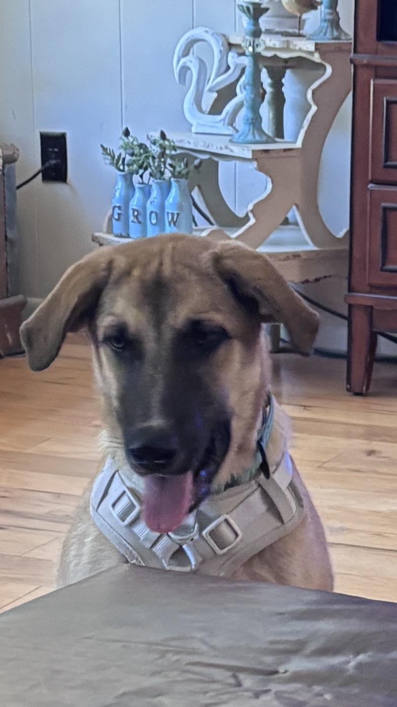 Enlarge AUGGIE (Sweet, Easy Taking Treats, Loves Kids & Dogs, Loves Water, Easy Going, Laid Back), a Adoptable mixed breed in East Hartford, CT image 2/6