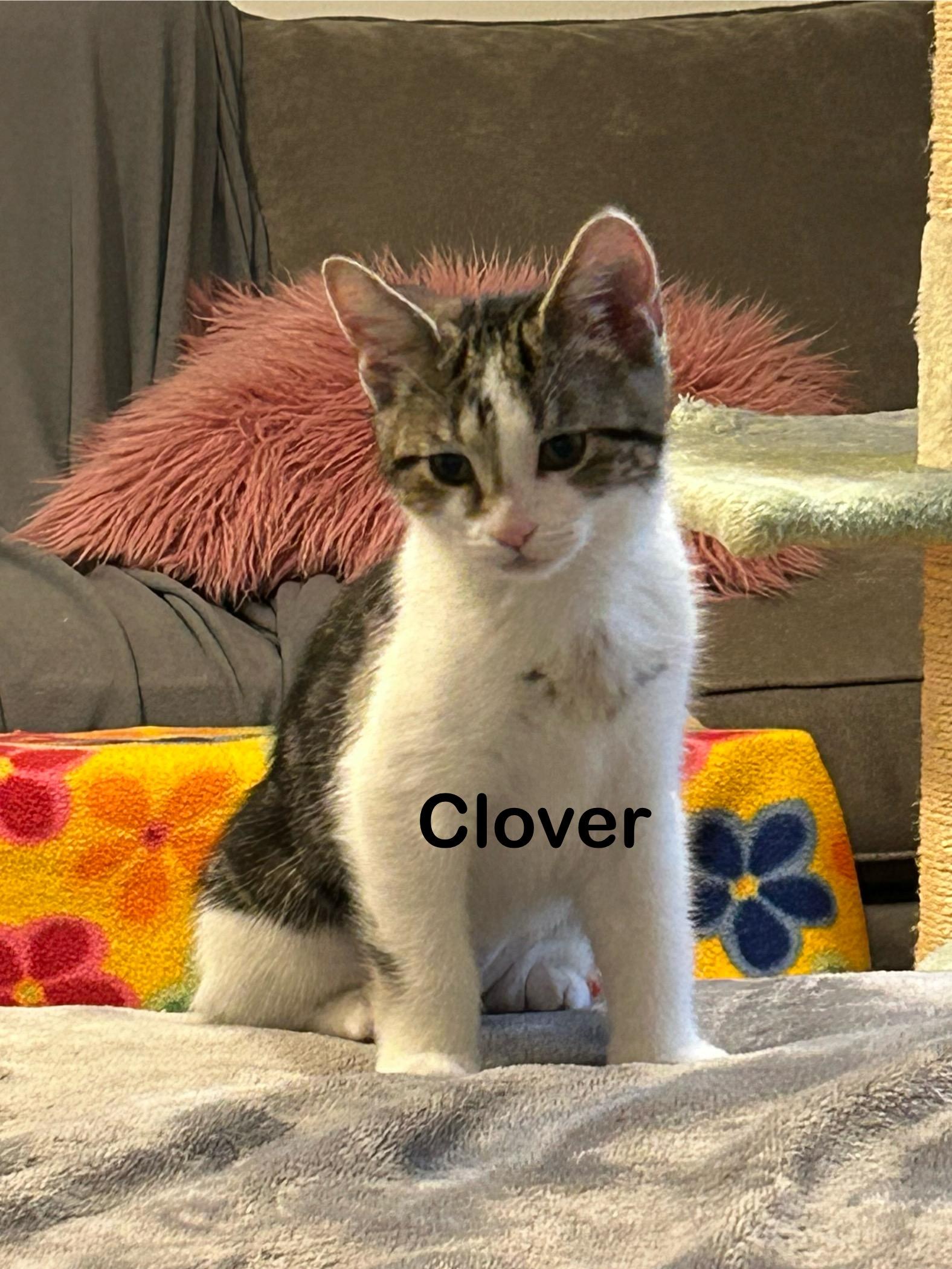 Clover photo 2