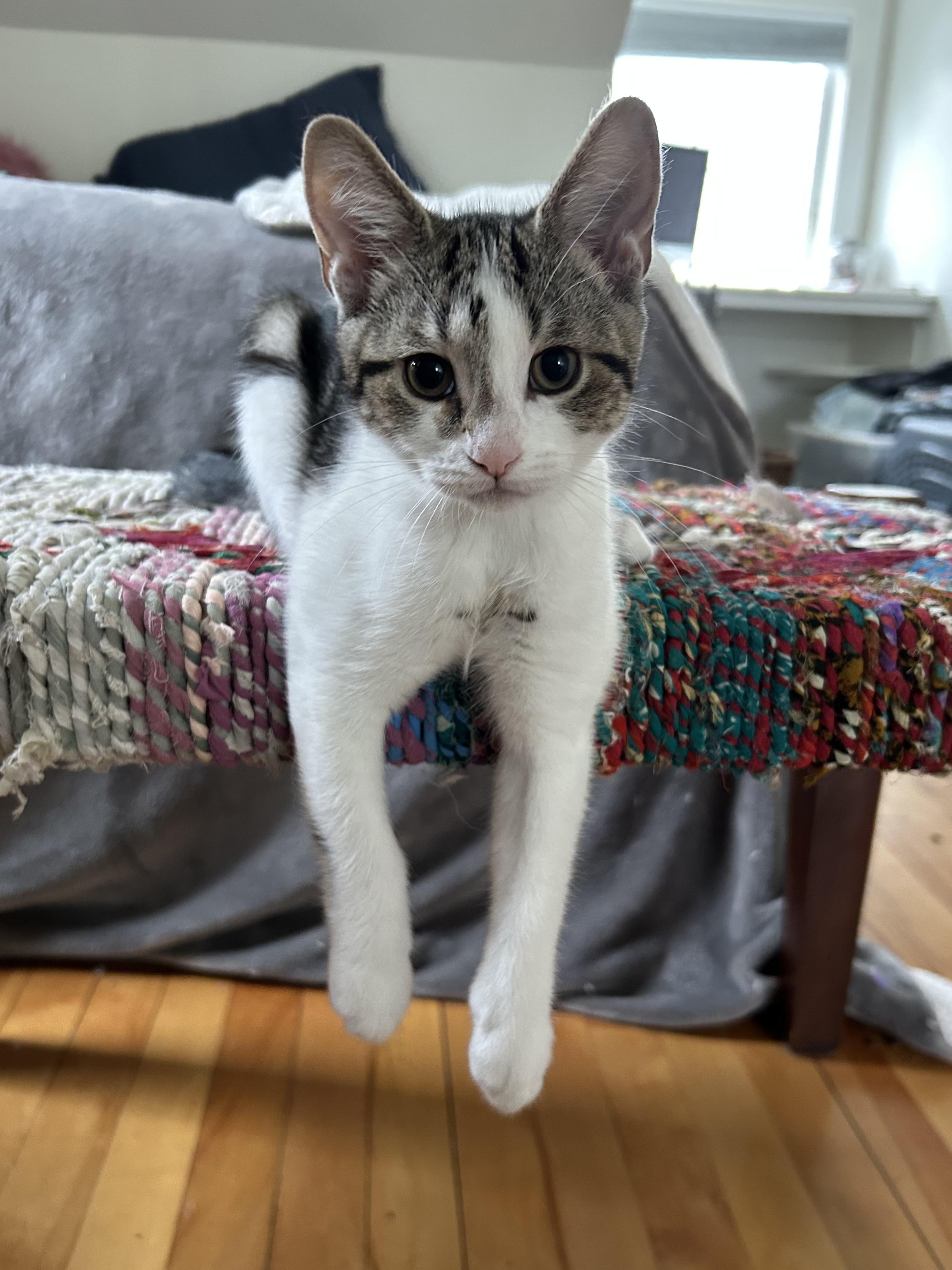 Clover, Baby Female Domestic Short Hair
