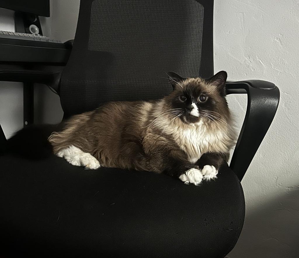 Alissa, Adoptable, Adult Female Domestic Short Hair.