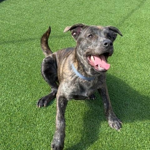 Enlarge Shalom, a Adoptable mixed breed in Allen, TX image 3/5